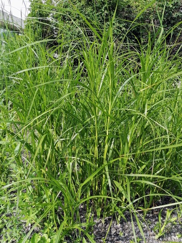 Cosmopolitan bulrush foliage