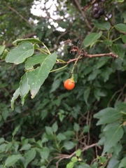 Cordia caffra