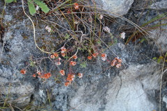 Crassula pruinosa