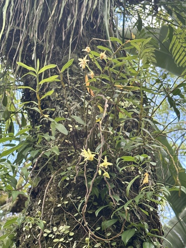Dendrobium catenatum iNat (3)