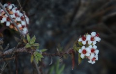 Crassula pruinosa