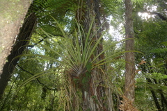 Astelia microsperma