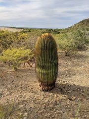 Ferocactus diguetii