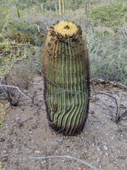 Ferocactus diguetii