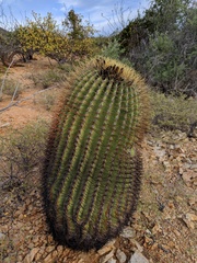 Ferocactus diguetii