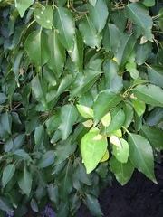 Cordia caffra