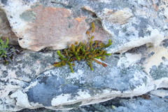 Erica depressa