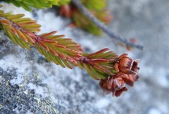 Erica depressa