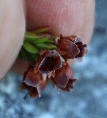 Erica depressa