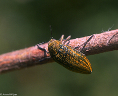 Julodis ehrenbergii