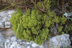 Erica urceolata