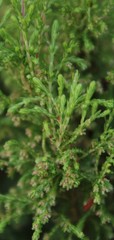 Erica urceolata