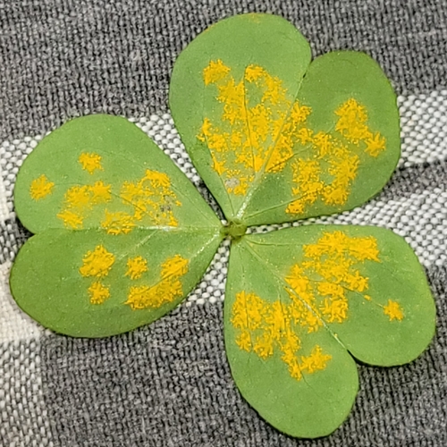 Oxalis rust