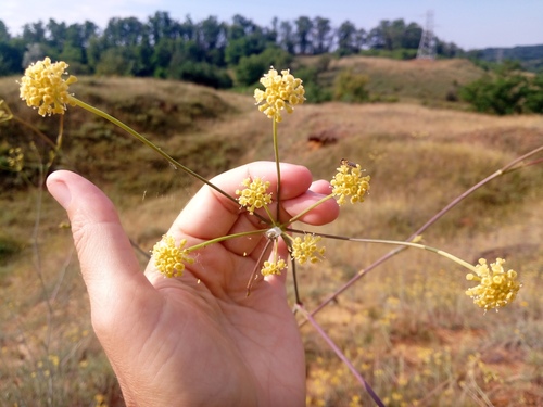 Taeniopetalum arenarium, photograph 4