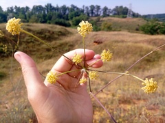 Svitlana Kyiak, CC0, iNaturalist via GBIF Taeniopetalum arenarium, photograph Svitlana Kyiak, CC0, iNaturalist via GBIF