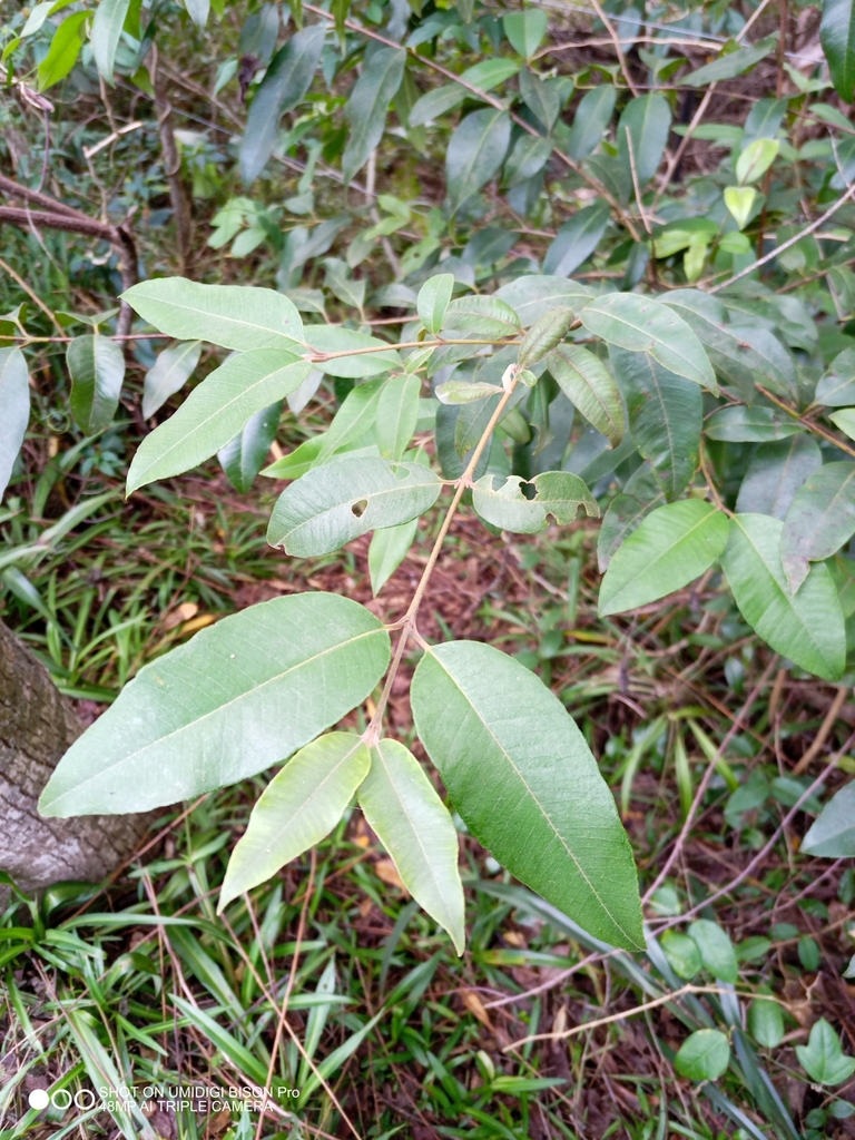 Lemon myrtle from East Deep Creek QLD 4570, Australia on July 15, 2023 ...