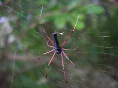 Nephila