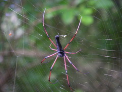 Nephila