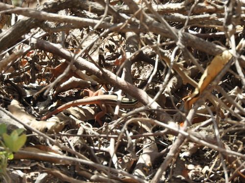 Giant Spotted Whiptail [gigas], Aspidoscelis sackii