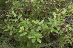 Gaultheria paniculata
