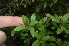 Gaultheria paniculata