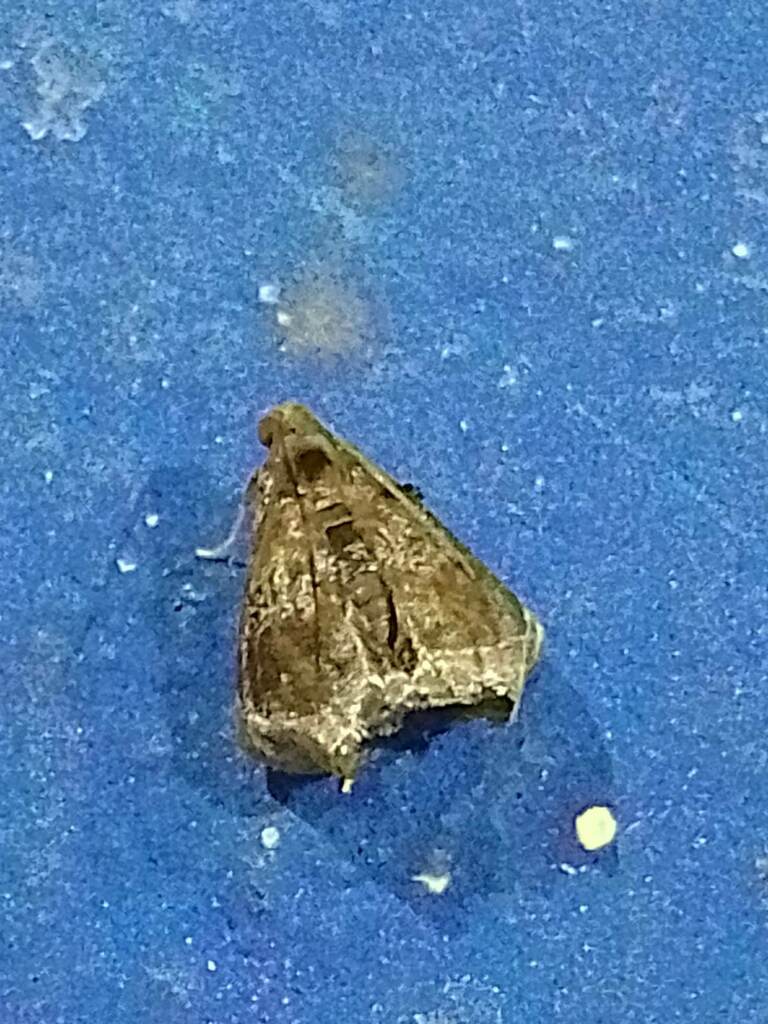 Tosale similalis