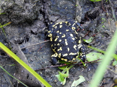 Klappenbach's Red-Bellied Toad photo 4