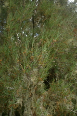 Dracophyllum subulatum