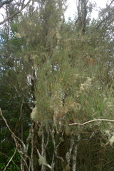 Dracophyllum subulatum
