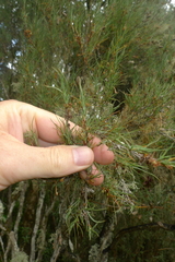 Dracophyllum subulatum
