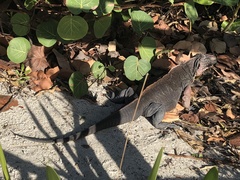 Cyclura cychlura