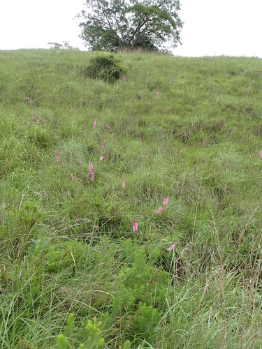 Image of Watsonia confusa by no rights reserved