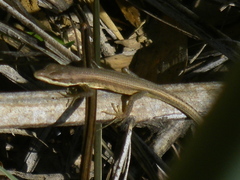 Takydromus formosanus