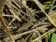 Takydromus formosanus