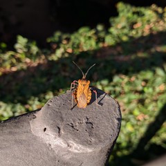 Spartocera fusca