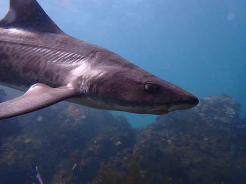 Leopard shark (Triakis semifasciata) — Triakidae — 2