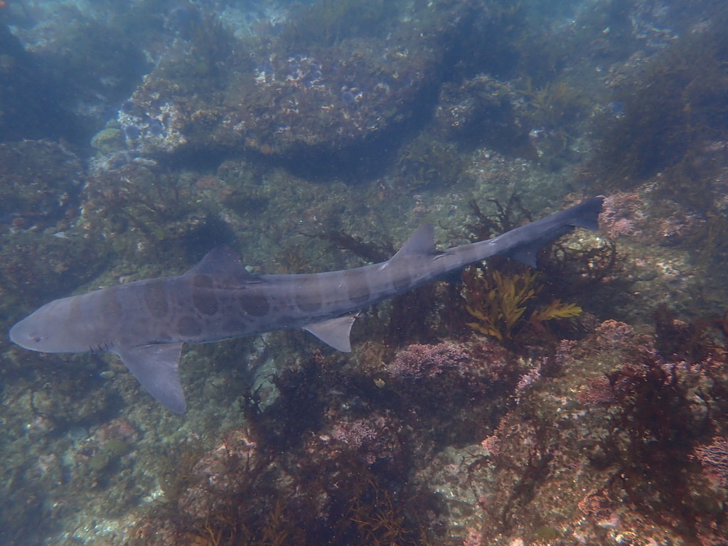 Leopard shark (Triakis semifasciata) — Triakidae