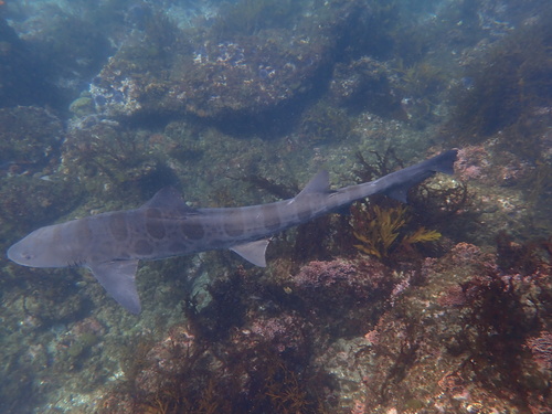 Leopard shark (Triakis semifasciata) — Triakidae
