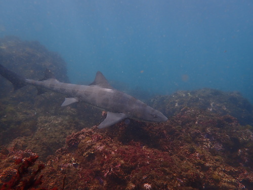 Leopard shark (Triakis semifasciata) — Triakidae — 5