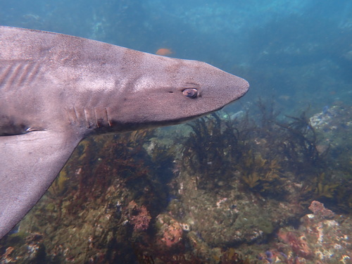 Hound Shark