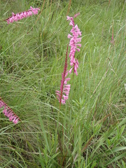 Confused Watsonia (Watsonia confusa)