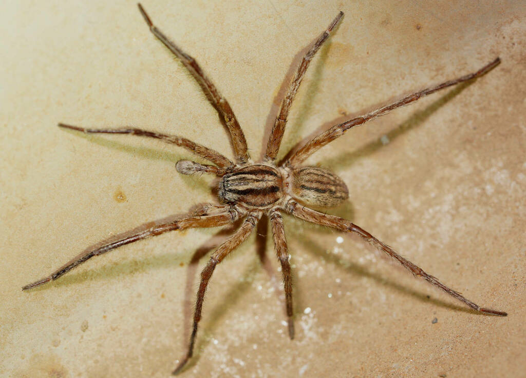 Prowling spiders from Swan Reach Conservation Park, SA, AU on January ...