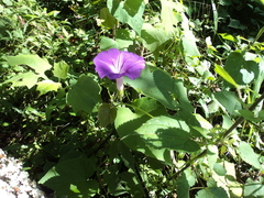 Ipomoea silvicola