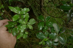 Pittosporum colensoi