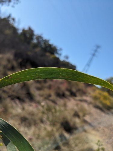 Acacia sparsiflora observed 2023-07-14
