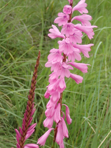 Image of Watsonia confusa by no rights reserved