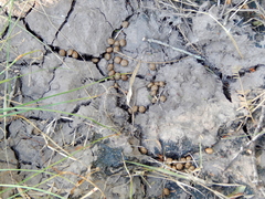 Sylvilagus brasiliensis