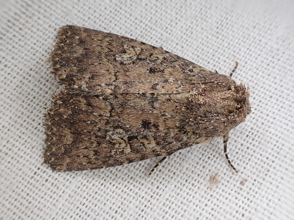 Condica pauperata