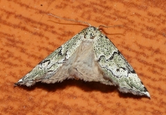 Tegiapa virescens