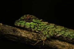 Srilanka Agama photo 3